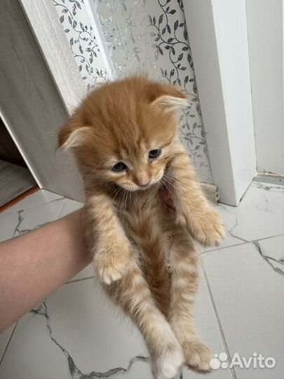 Отдам в добрые руки