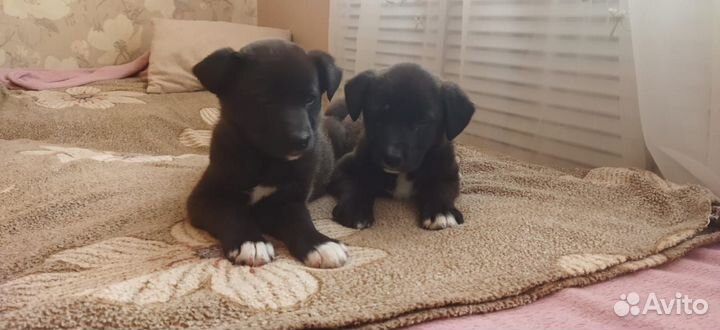 Отдам в добрые руки щенков