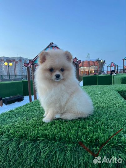 Померанский шпиц