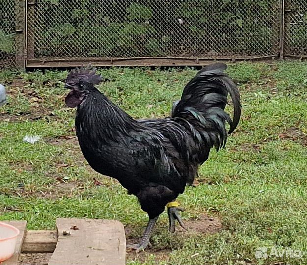 Молодые петухи Ухейилюй и их помеси