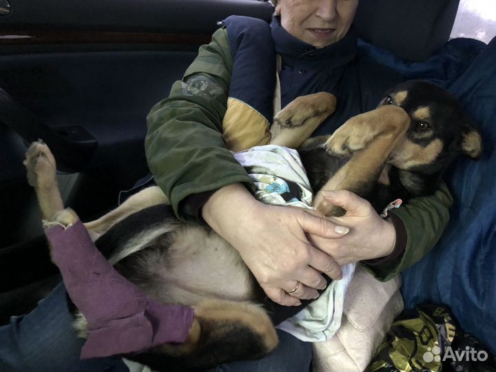 Пёс с тяжелой судьбой ищет добрых хозяев