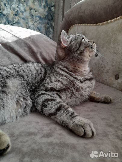 Кошка в дар