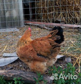 Инкубационное яйцо