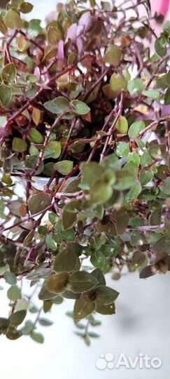 Каллизия ползучая