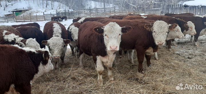 Продам бычков и телок