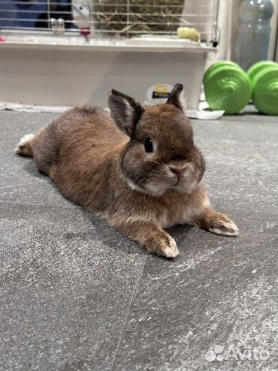 Декоративные кролики в добрые руки