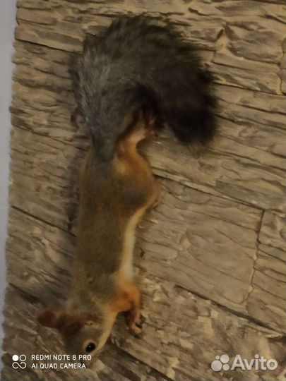 Белка домашняя (выкормыш)