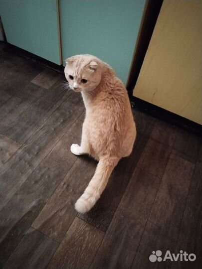 Кот