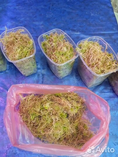 Мох сфагнум живой