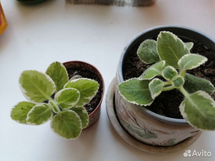 Плектрантус, (Комнатная мята)