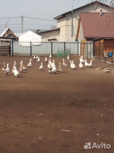 Яйцо гусиное