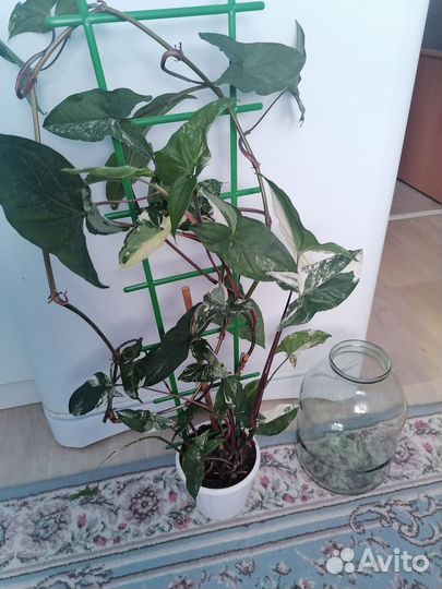 Сингониумы сортовые