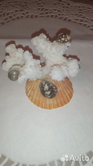 Морские ракушки