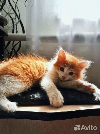 Зооняня, котоняня, кэтситтер