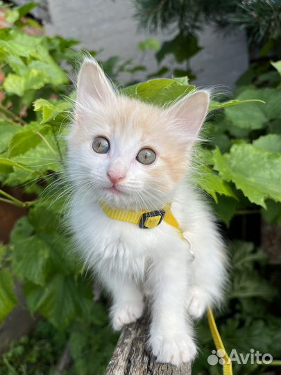 Пушистый и трехцветный котенок