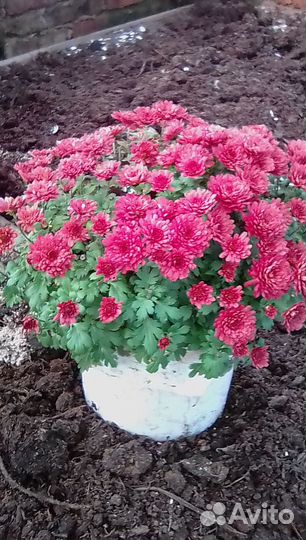 Хризантема мультифлора