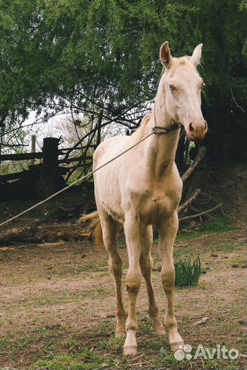 Ахалтекинец