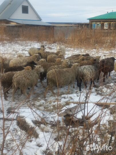 Бык.овечки и бараны