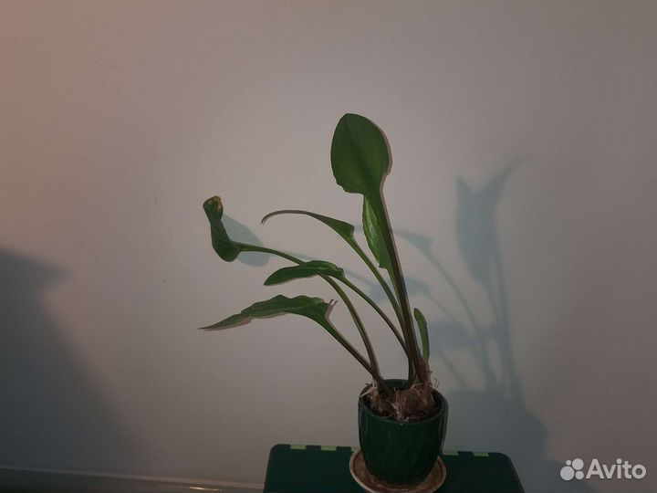 Хатиора рипсалис, дримиопсис