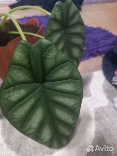 Алоказия шкура дракона детки