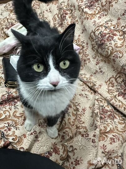 Кошечка в добрые руки