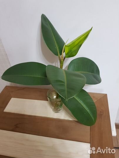 Фикус эластика Робуста