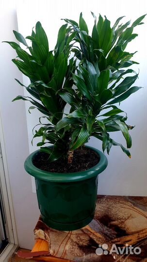 Замиокулькас, Драцена