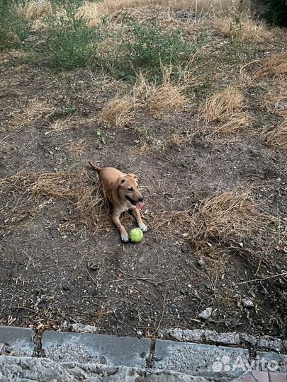 Собака в добрые руки