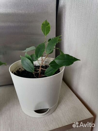 Фикус бенджамина