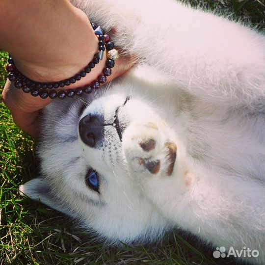 Сибирский хаски вязка