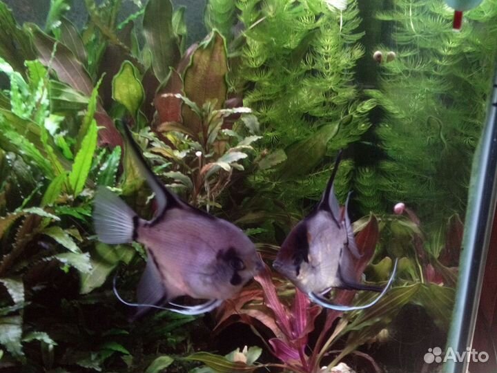 Скалярия пиной фантом