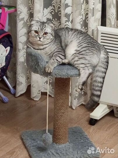 Когтеточка