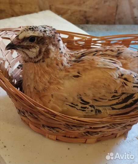 Инкубационное яйцо перепела