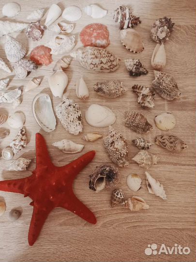 Морские ракушки раковины