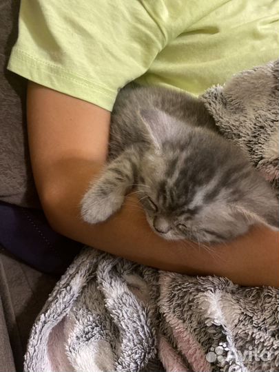 Британский котик