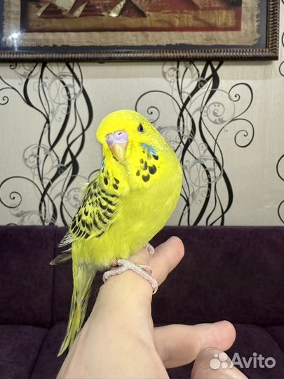 Выставочные волнистые попугаи (ввп, Чех)