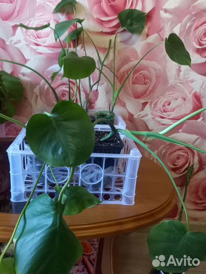 Монстера деликатесная