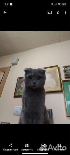 Шотландские вислоухие котята