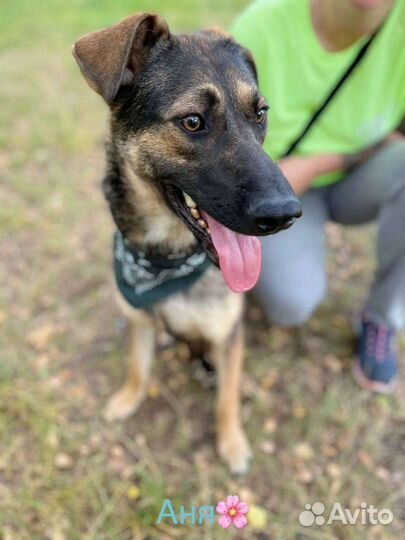 Собака Берта в добрые руки