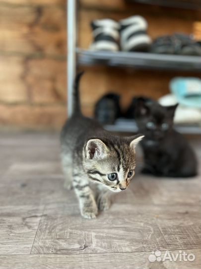Котенок