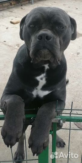 Кане Корсо вязка