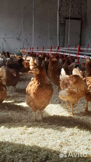 Куры молодки несушки