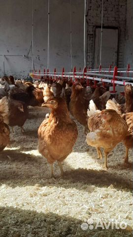 Куры молодки несушки