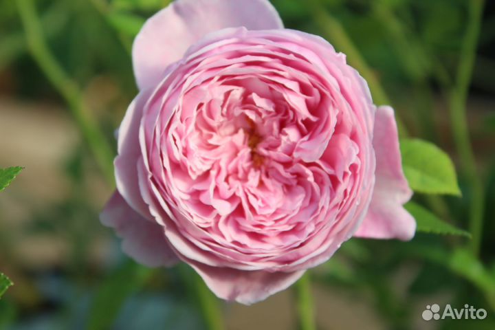 Саженцы роз от производителя