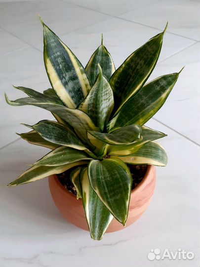 Сансевиерия