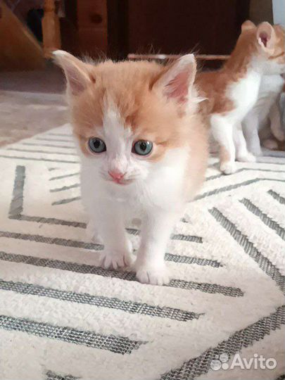 Котята в добрые руки)