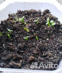 Всходы кактуса питахайя