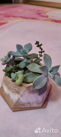 Суккуленты