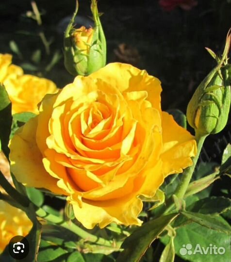 Роза Франция