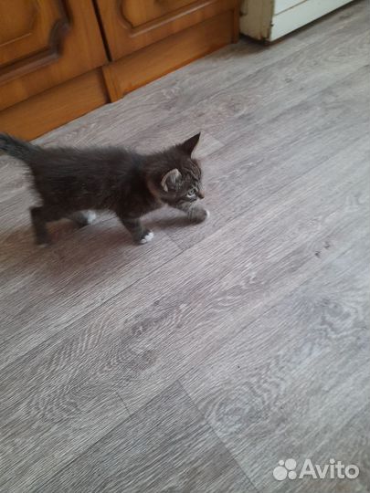 Котик в дар